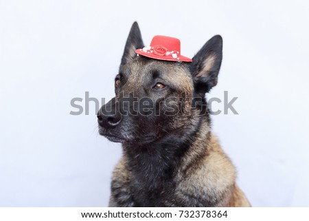 belgian malinois ear cropping malinois stock images royalty free images u0026 vectors shutterstock belgian malinois ear cropping malinois stock images royalty free images u0026 vectors shutterstock