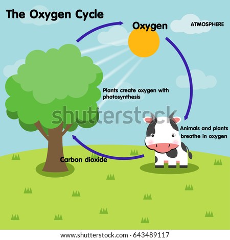 Oxygen Cycle ~ Meredyth Blake - Lessons - Blendspace