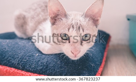 Cat_squats Stock Photos, Royalty-Free Images & Vectors - Shutterstock