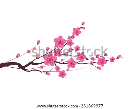 Japanese plum blossom