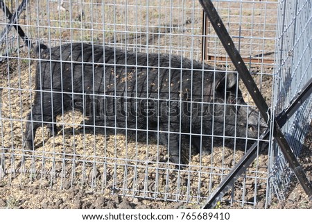 big feral wild boar cage trap stock photo royalty free 765689410