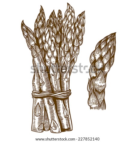 Asparagus Stock Photos, Royalty-Free Images & Vectors - Shutterstock