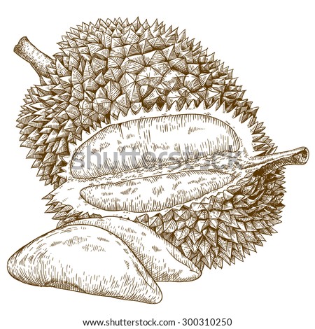 Vector engraving antique illustration of durian fruit isolated on white background