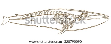 Whale Bone Stock Images, Royalty-Free Images & Vectors | Shutterstock