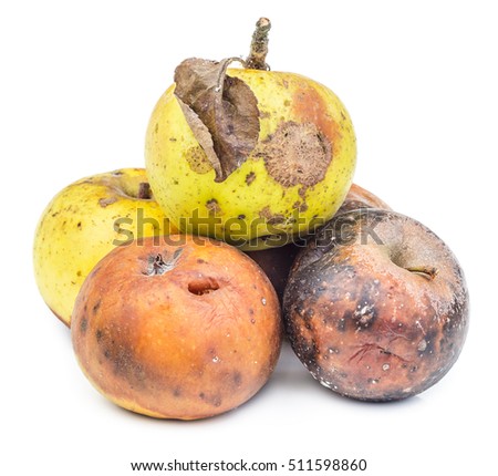 stock photo rotten and moldy apples isolated on white background moldy vegetable 511598860