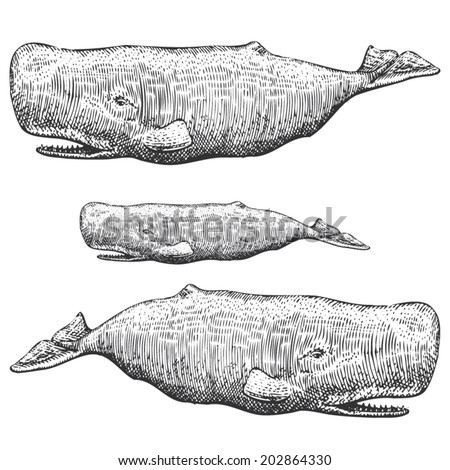 Agree Sperm whale illustrations Thank for Sperm whale illustrations seems