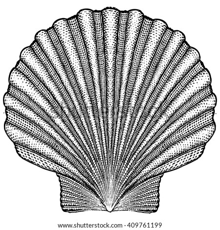 Scallop Shell Illustration Stock Vector 409761199 - Shutterstock