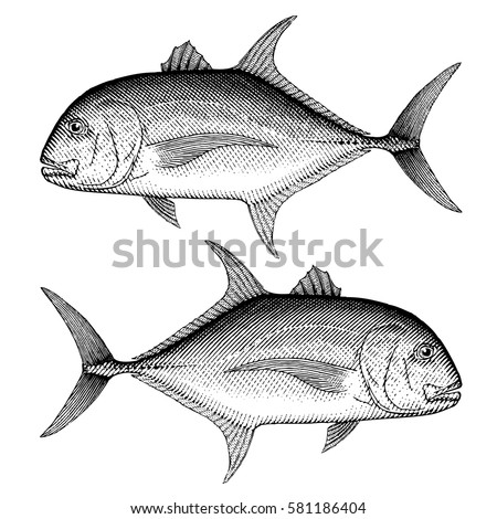 Download Giant Trevally Stock Images, Royalty-Free Images & Vectors ...