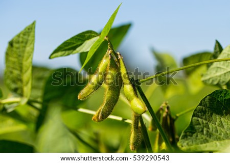 Soybean pods on a soybean plantation, on blue sky background, close up