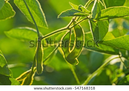 Soybean pods on the sunny field bokeh background. Green growing soybeans against sunlight. Agricultural soy plantation background on sunny day.