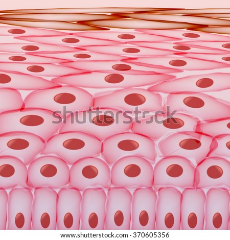 epidermis stock photo images 1 157 epidermis royalty free images and photography available to skin cells layers vector illustration stock vector royalty free 370605356 epidermis stock photo images 1 157 epidermis royalty free images and photography available to skin cells layers vector illustration stock vector royalty free 370605356