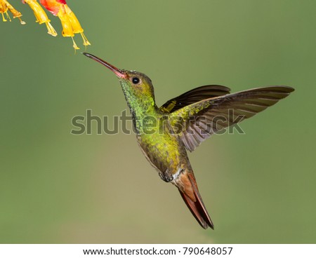 Hummingbird Stock Images Royalty Free Images Amp Vectors