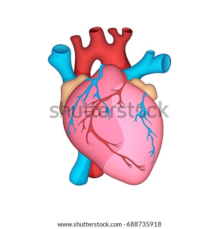 Anatomical Heart Isolated Muscular Organ Humans Stock Vector 520306300 