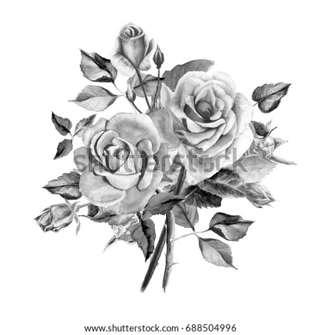 Watercolor black and white roses bouquet of roses rose bush beautiful flowers Watercolor black and white roses bouquet of roses rose bush beautiful flowers