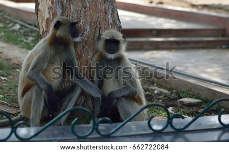 Monkey Couple Stock Images, Royalty-Free Images & Vectors | Shutterstock