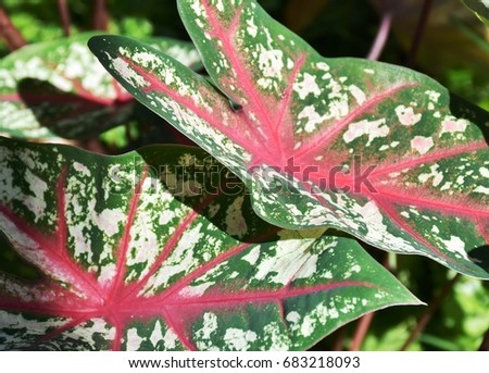 Caladium Stock Images, Royalty-Free Images & Vectors | Shutterstock