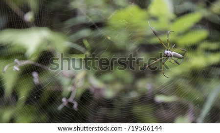 writing spiders stock photos writing