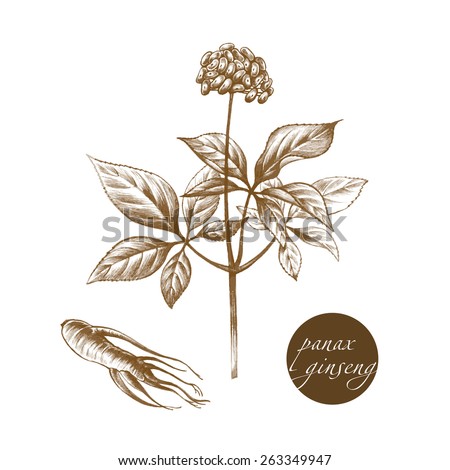 Vector images of medicinal plants. Biological additives are. Healthy lifestyle. Panax ginseng.