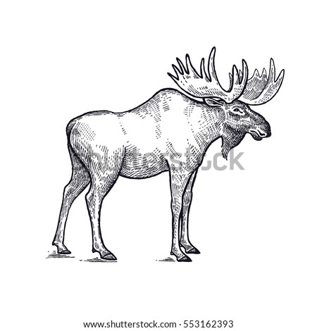 forest animal moose hand drawing sketch stock vector forest animal moose hand drawing sketch stock vector