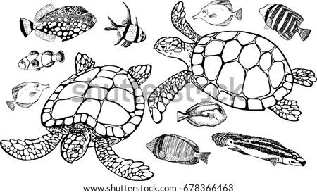 clown fish tattoo stock images royalty free images u0026 vectors clown fish tattoo stock images royalty free images u0026 vectors