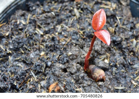 Can i buy garcinia cambogia at target picture 7