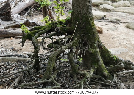 Scottish Roots Ancestral Research Service