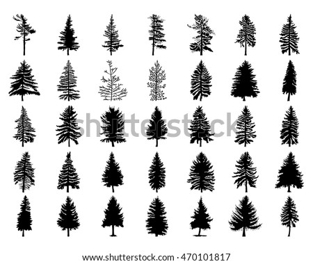 jack pine tree silhouette www pixshark com images jack pine tree silhouette www pixshark com images
