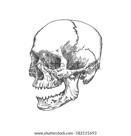 Skull Open Mouth Stock Images, Royalty-Free Images & Vectors | Shutterstock