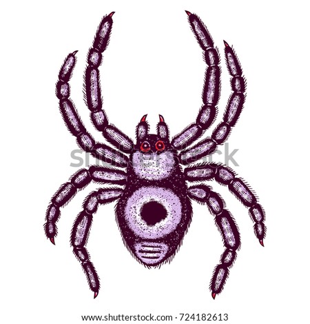 halloween colour spider stipple drawing isolated insects spider in trendy embroidery stippling and hatching - Pictures Of Spiders To Colour In halloween colour spider stipple drawing isolated insects spider in trendy embroidery stippling and hatching - Pictures Of Spiders To Colour In