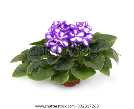 African Violet Stock Images Royalty-Free Images Vectors 