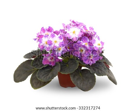Gesneriaceae Banque d'Image Libre de Droit Photos Vecteurs et 
