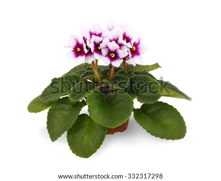 Gesneriaceae Banque d'Image Libre de Droit Photos Vecteurs et 