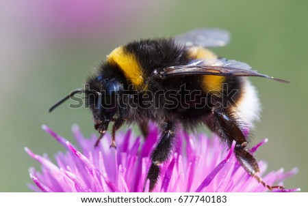 Bộ sưu tập Côn trùng - Page 38 Stock-photo-bumblebee-bombus-terrestris-677740183