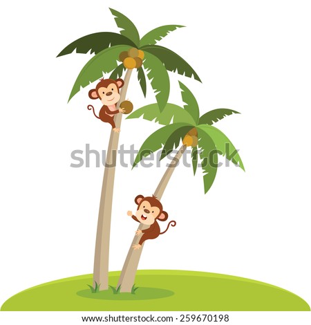 Monkeys climbing coconut tree. A monkey plucking the coconut.