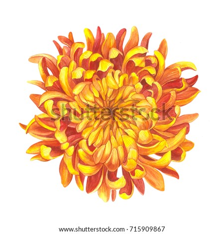 Chrysanthemum Stock Images, Royalty-Free Images & Vectors | Shutterstock