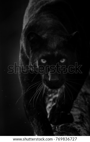 Black Panther Stock Images, Royalty-Free Images & Vectors | Shutterstock