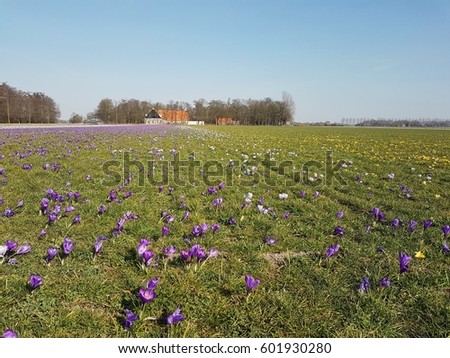Dutch springs coupons