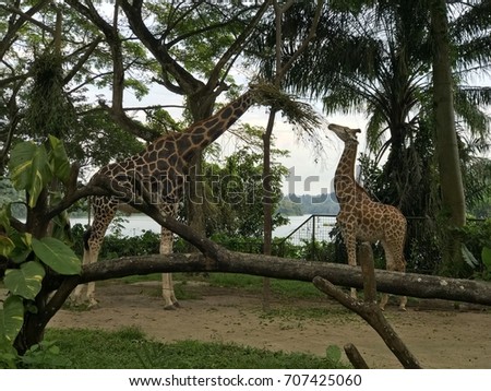 Adult And Calf West African Giraffe Eating Leaves Adult And Calf West African Giraffe Eating Leaves