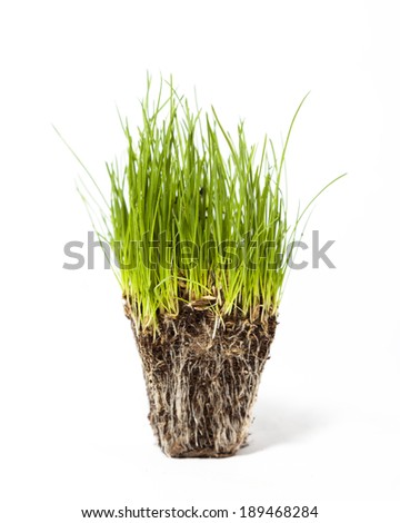Root System Stock Images, Royalty-Free Images & Vectors | Shutterstock