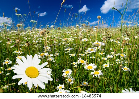 Field Daisies Perfect Sky Stock Photo (Royalty Free) 16485574 ...