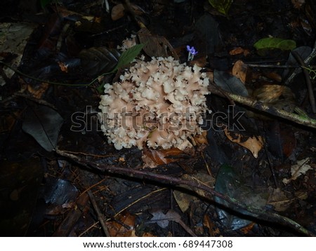 Fungi in asias rainforest