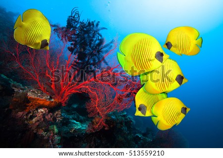 Underwater image of coral reef and School of Masked Butterfly Fish