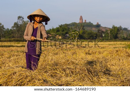 CIRCA APRIL 2010 - QUY NHON, VIETNAM - A woman farmer gathers hay in a field, on 25 April 2010, in Quy Nhon, Vietnam.