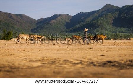 CIRCA APRIL 2010 - QUY NHON, VIETNAM - A farmer drives cattle across open land, on 25 April 2010, in Quy Nhon, Vietnam.