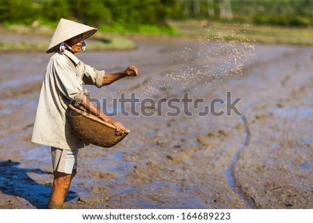 CIRCA APRIL 2010 - QUY NHON, VIETNAM - A farmer tosses rice seeds on a cleared rice field, on 25 April 2010, in Quy Nhon, Vietnam.