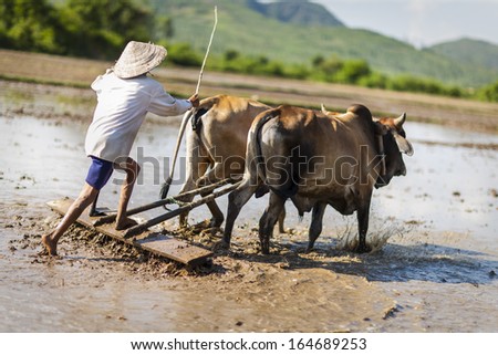 CIRCA APRIL 2010 - QUY NHON, VIETNAM - A farmer drives his oxen to plough a cleared rice field, on 25 April 2010, in Quy Nhon, Vietnam.
