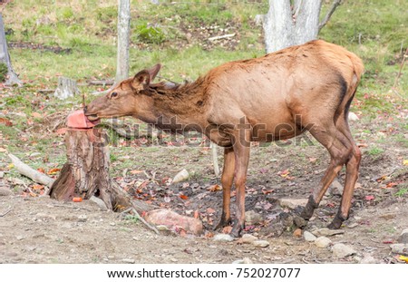 Gwyneth paltrow masturbation Butterscotch in deer mineral licks