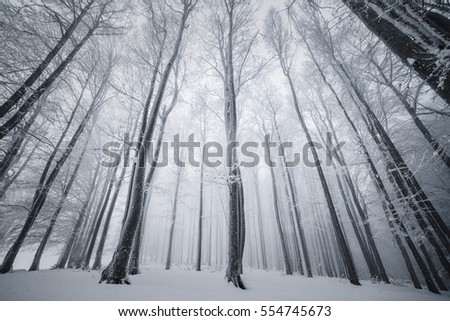 Winter Tale.Foggy Winter Landscape