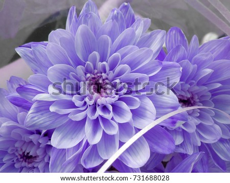 Purple Zinnia Stock Photo 57744790 - Shutterstock