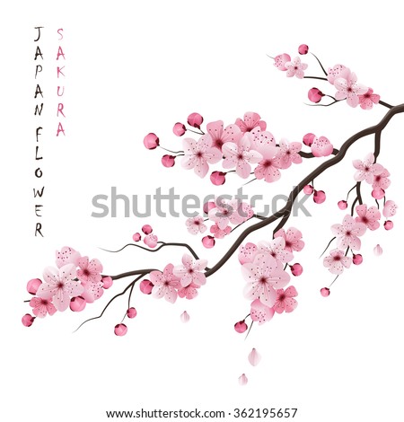 Realistic sakura japan cherry branch with blooming flowers vector illustration